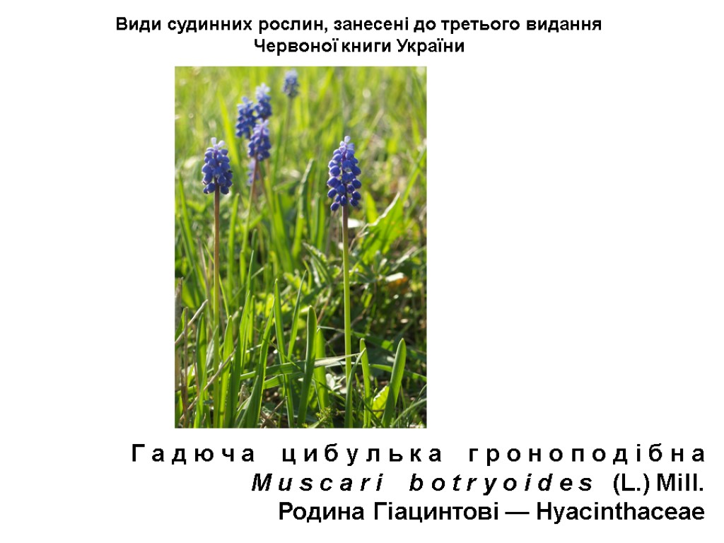 Види судинних рослин, занесені до третього видання Червоної книги України Г а д ю